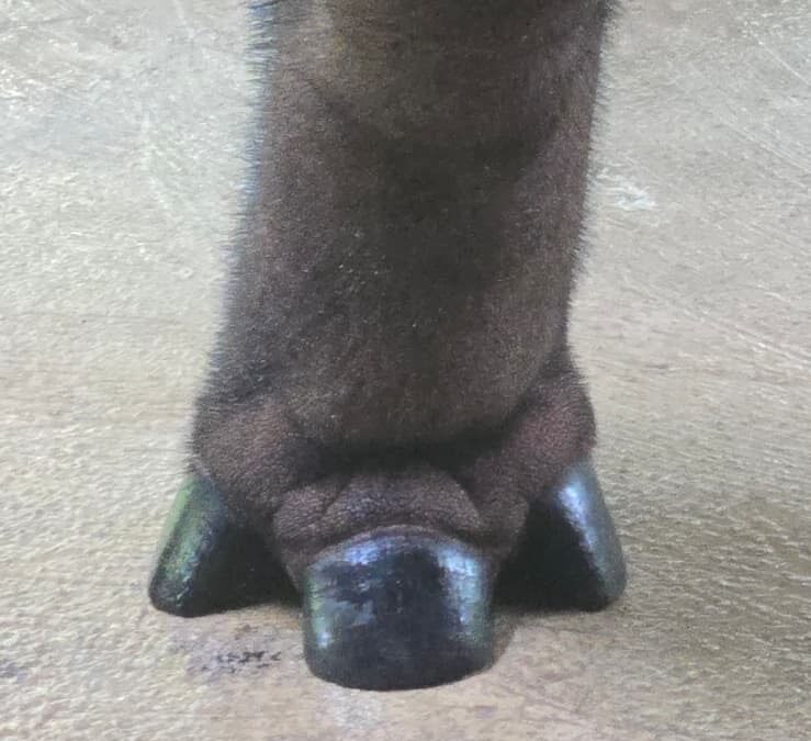 Rhinory Visits the Sumatran Rhino Sanctuary