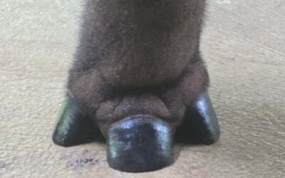 Rhinory Visits the Sumatran Rhino Sanctuary