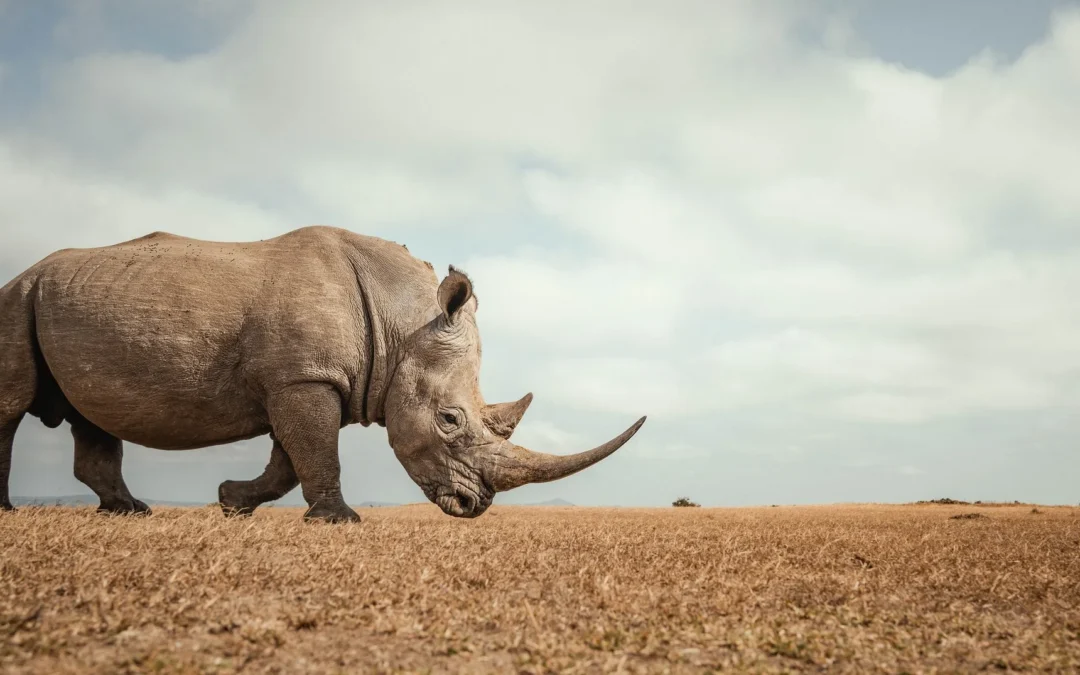 Announcing the 2026 Rhinory Foundation Gala: An Evening of Purpose, Passion, and Preservation
