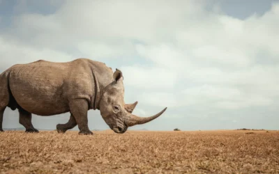 Announcing the 2026 Rhinory Foundation Gala: An Evening of Purpose, Passion, and Preservation