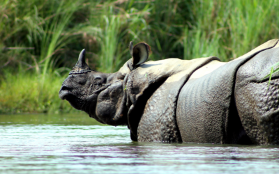Endangered Species Day: Why Every Rhino Story Matters
