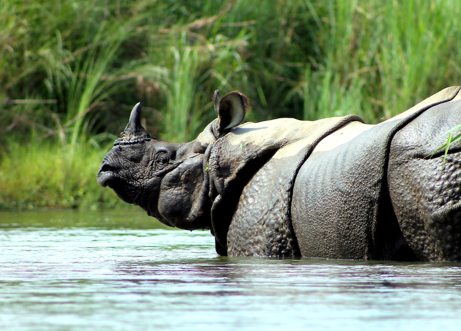 Endangered Species Day: Why Every Rhino Story Matters