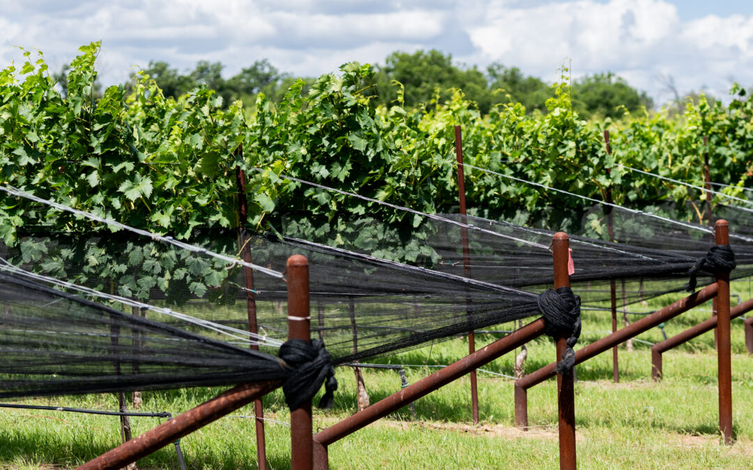 Rhinory’s Harvest Report | Issue No. 1 July 2026
