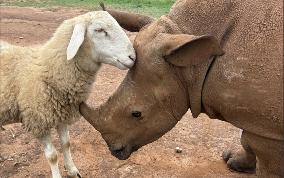 Hercules’ Journey: An Update on a Rhino Close to Our Hearts