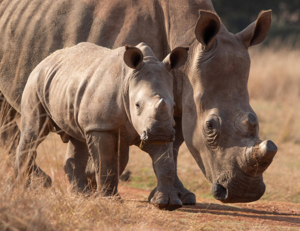A white rhino calf beside its mother at Care for Wild