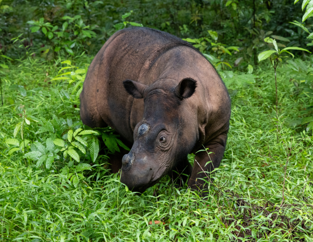 A Sumatran rhino